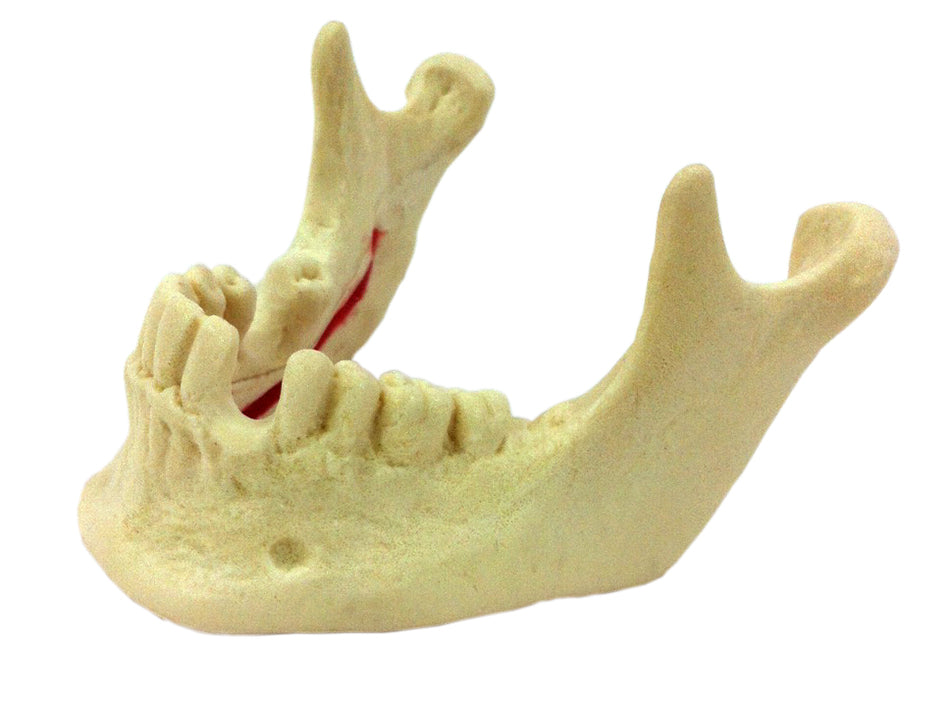 4058 - MANDIBLE WITH NERVE AND MISSING TEETH (33 AND 46)