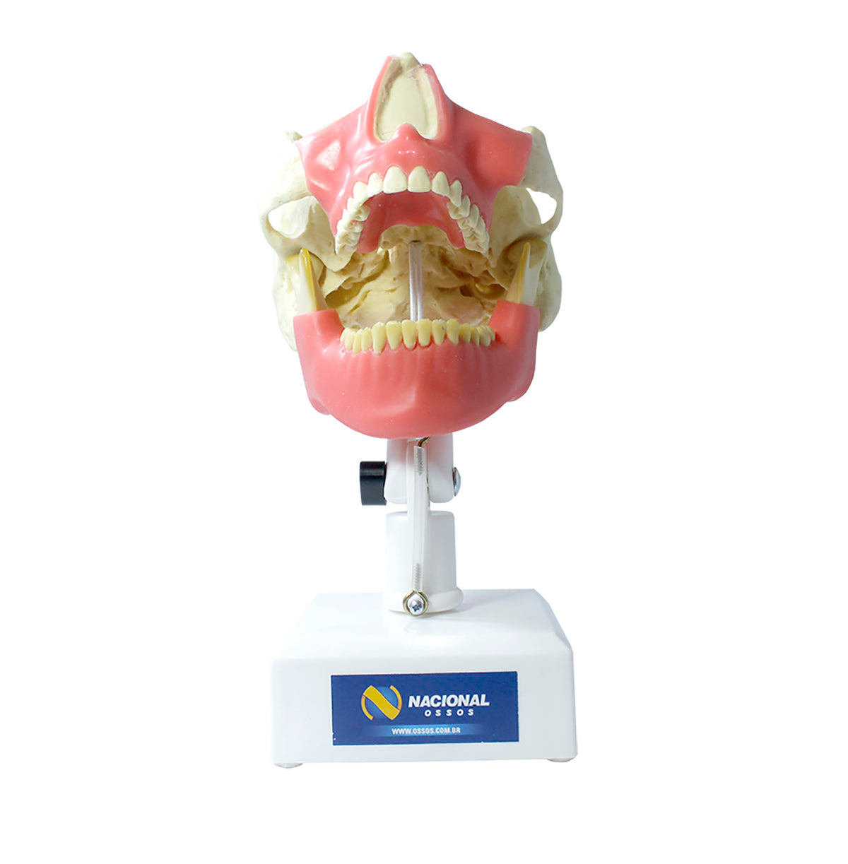 4100GT - MODEL WITH ALL TEETH AND GUM