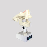 4100T - MODEL WITH ALL TEETH