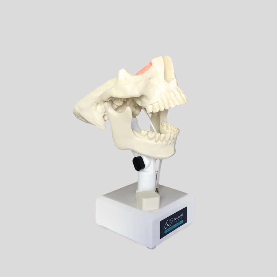 4100T - MODEL WITH ALL TEETH