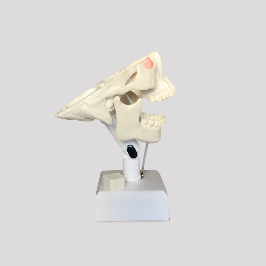 4100T - MODEL WITH ALL TEETH