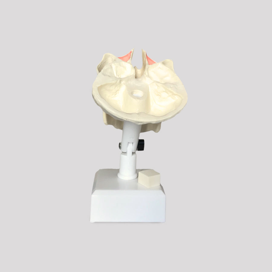4100T - MODEL WITH ALL TEETH