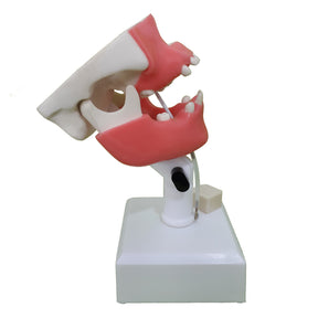 4401G - PREMOLAR MODEL WITH ENCLOSED 3RD MOLAR AND GUM