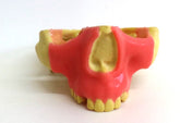 12298 - RADIOPAQUE MAXILLA WITH CANINES + 3rd MOLAR OF TWO SIDES INCLUDED