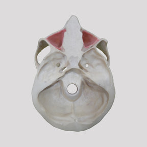 4402 - 01 T - MAXILLA WITH CANINE + 3rd MOLAR INCLUDED