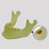 4402 - 02 - JAW WITH ALL TEETH AND 3rd MOLAR INCLUDED