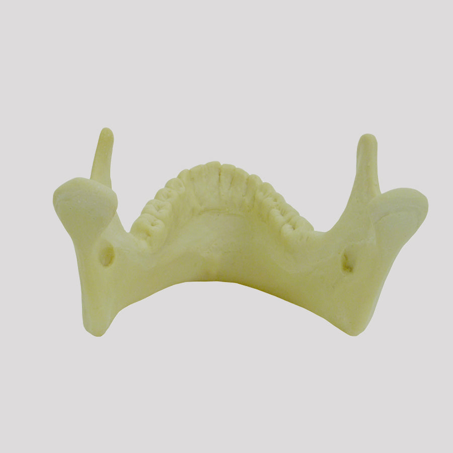 4402 - 02 - JAW WITH ALL TEETH AND 3rd MOLAR INCLUDED