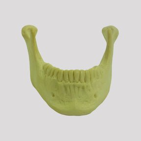 4402 - 02 - JAW WITH ALL TEETH AND 3rd MOLAR INCLUDED