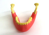 4402 - 02 GT - JAW WITH 3rd MOLAR INCLUDED WITH GINGIVA