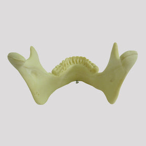 12277 - RADIOPAQUE JAW WITH 3rd MOLAR INCLUDED