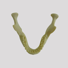 12277 - RADIOPAQUE JAW WITH 3rd MOLAR INCLUDED