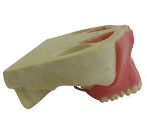 4402G-01 - MAXILLA WITH ALL TEETH AND GUM + 3RD MOLAR ENCLOSED