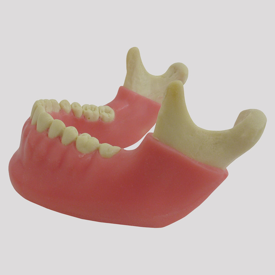 4402G-02 - MANDIBLE WITH ALL TEETH AND GUM + 3RD MOLAR