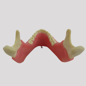 4402G-02 - MANDIBLE WITH ALL TEETH AND GUM + 3RD MOLAR