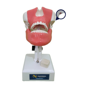 4402G - MODEL WITH ALL TEETH 3RD MOLAR ENCLOSED AND GUM
