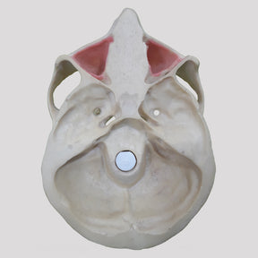 12267 - RADIOPAQUE DUMMY WITH TEETH 13, 23, 28 AND 38 INCLUDED