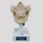 12267 - RADIOPAQUE DUMMY WITH TEETH 13, 23, 28 AND 38 INCLUDED