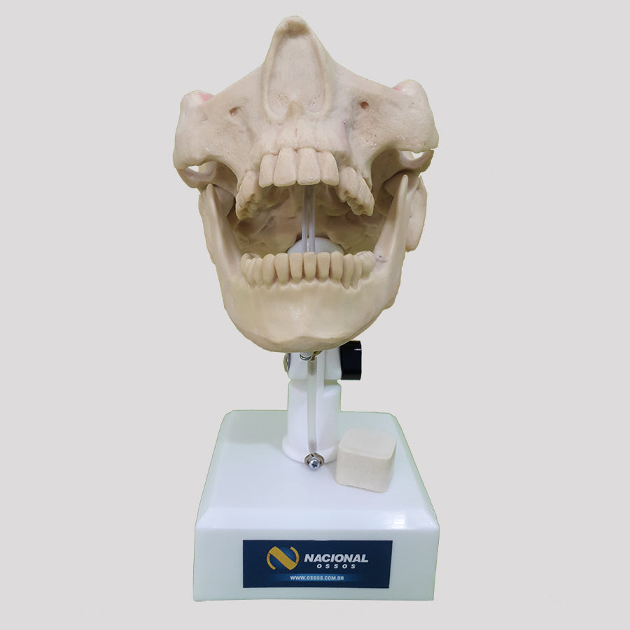 12267 - RADIOPAQUE DUMMY WITH TEETH 13, 23, 28 AND 38 INCLUDED