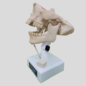 12267 - RADIOPAQUE DUMMY WITH TEETH 13, 23, 28 AND 38 INCLUDED