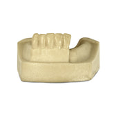 4702 – MANDIBLE WITH MISSING TEETH - SET 2