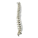 12473 - THORACIC LUMBAR SPINE WITH SACRUM