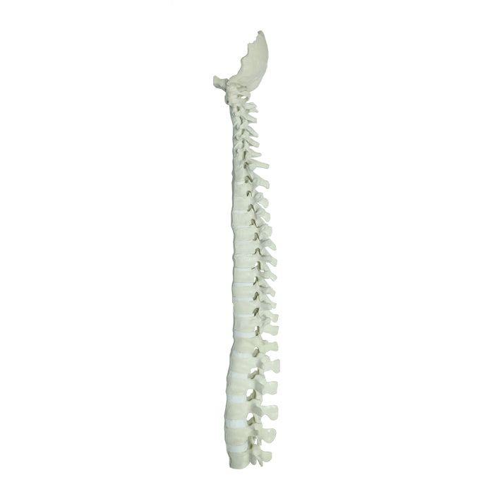 12466 - FULL SPINE  WITH OCCIPITAL