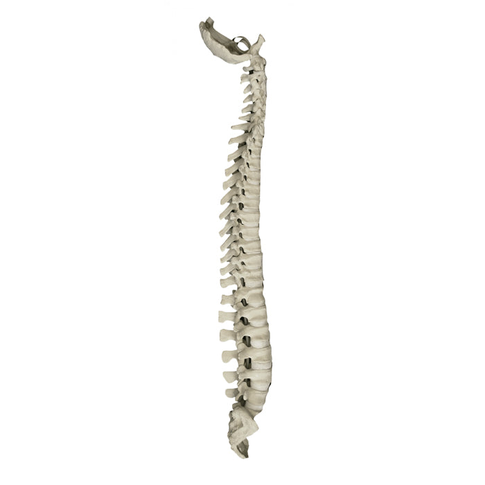 12468 - FULL SPINE WITH SACRUM AND OCCIPITAL