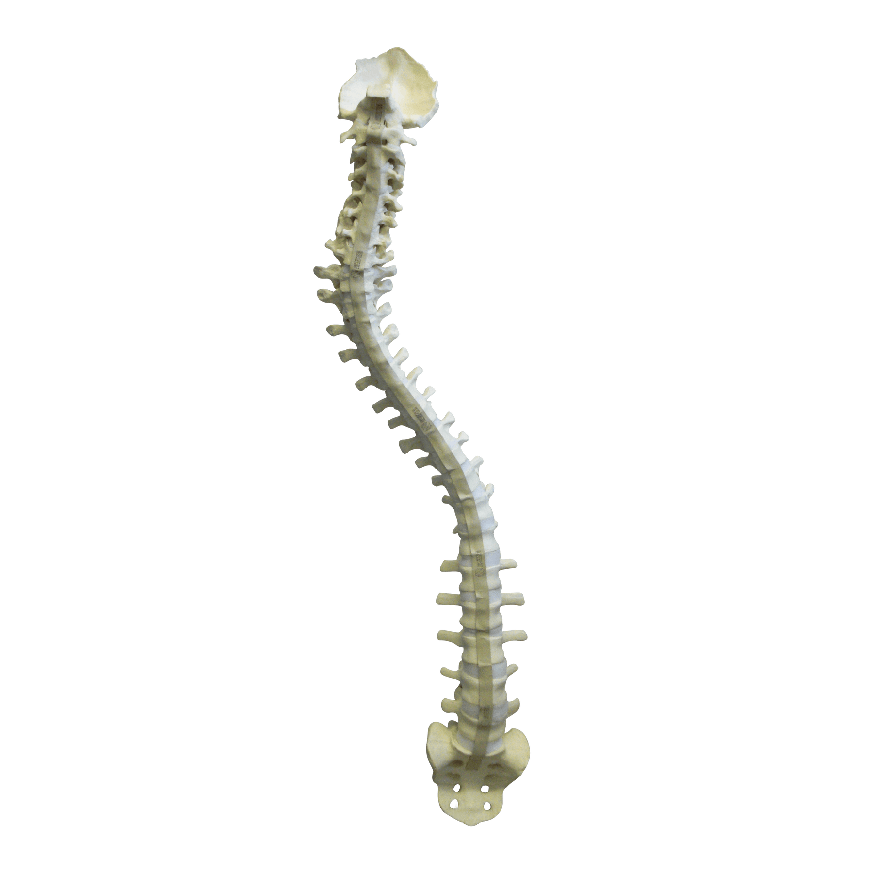 5015 FS - FLEXIBLE COMPLETE COLUMN + SACRUM + OCCIPITAL