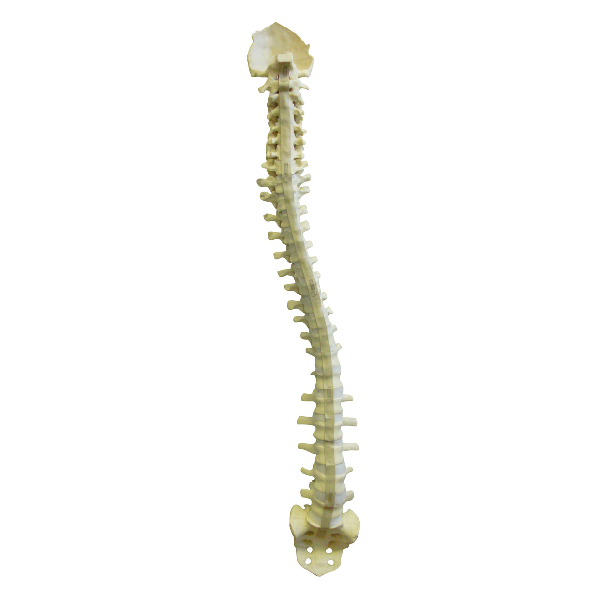 5015 FS - FLEXIBLE COMPLETE COLUMN + SACRUM + OCCIPITAL