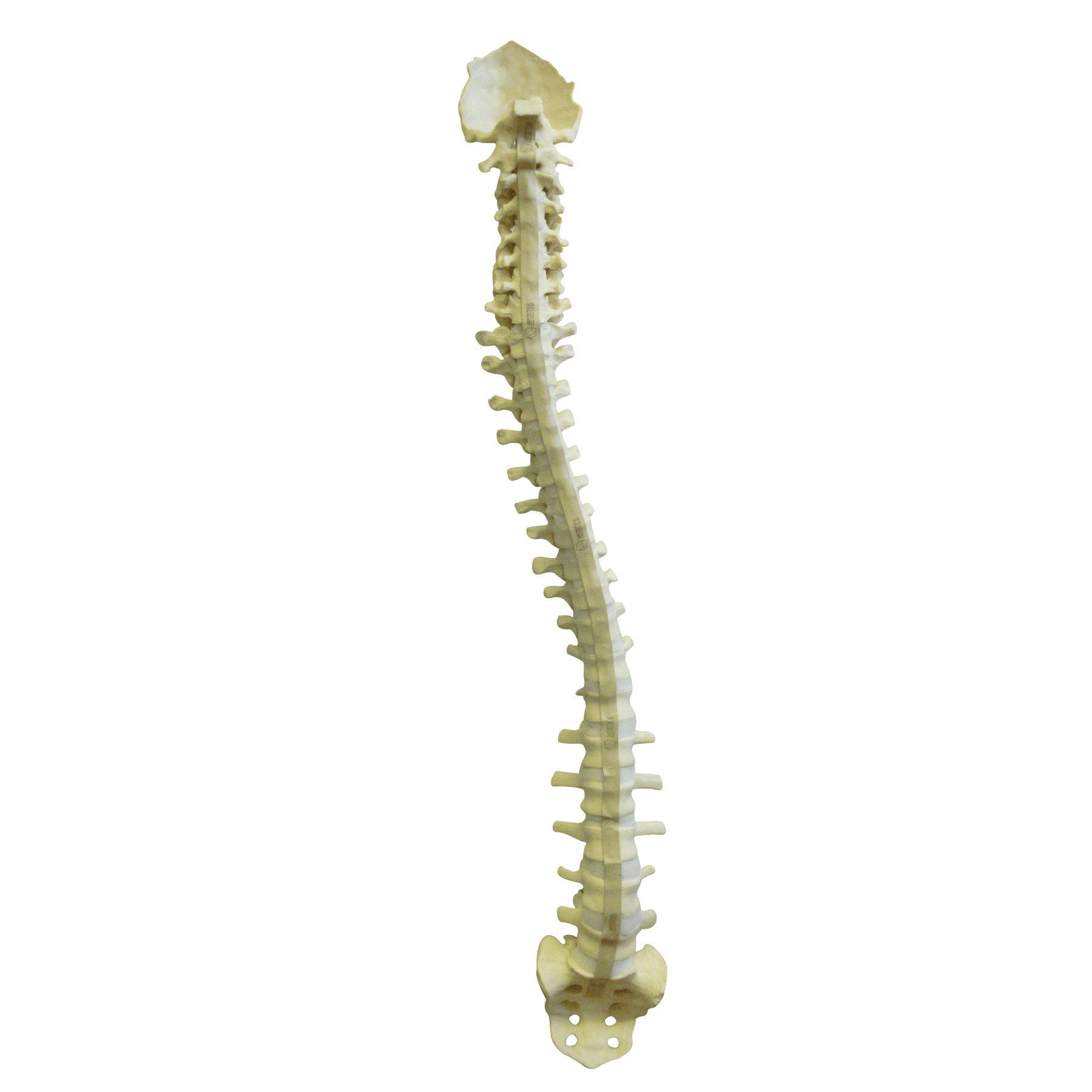 5015 FS - FLEXIBLE COMPLETE COLUMN + SACRUM + OCCIPITAL