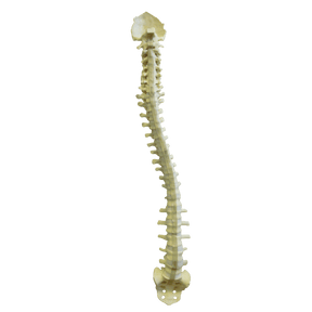 5015 FS - FLEXIBLE COMPLETE COLUMN + SACRUM + OCCIPITAL