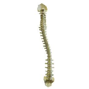 5005F - FULL SPINE WITH SACRUM AND OCCIPITAL - FLEXIBLE