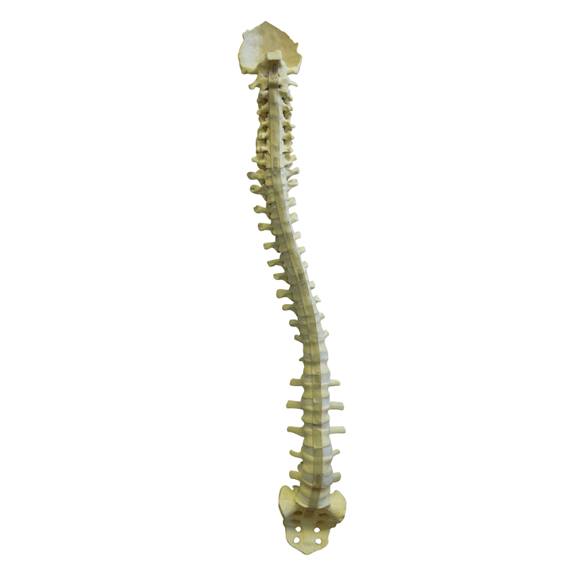 5005F - FULL SPINE WITH SACRUM AND OCCIPITAL - FLEXIBLE