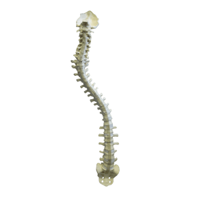 5015 FS - FLEXIBLE COMPLETE COLUMN + SACRUM + OCCIPITAL