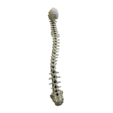 5005F - FULL SPINE WITH SACRUM AND OCCIPITAL - FLEXIBLE