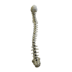 5005F - FULL SPINE WITH SACRUM AND OCCIPITAL - FLEXIBLE