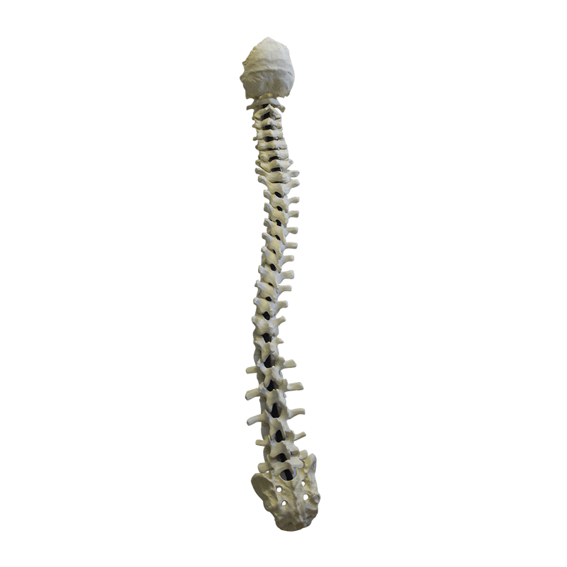 5005F - FULL SPINE WITH SACRUM AND OCCIPITAL - FLEXIBLE