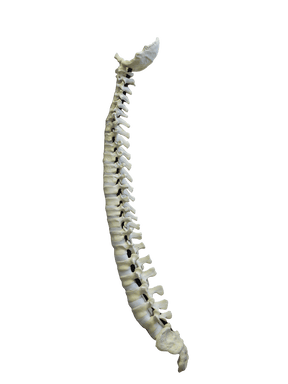 5005F - FULL SPINE WITH SACRUM AND OCCIPITAL - FLEXIBLE