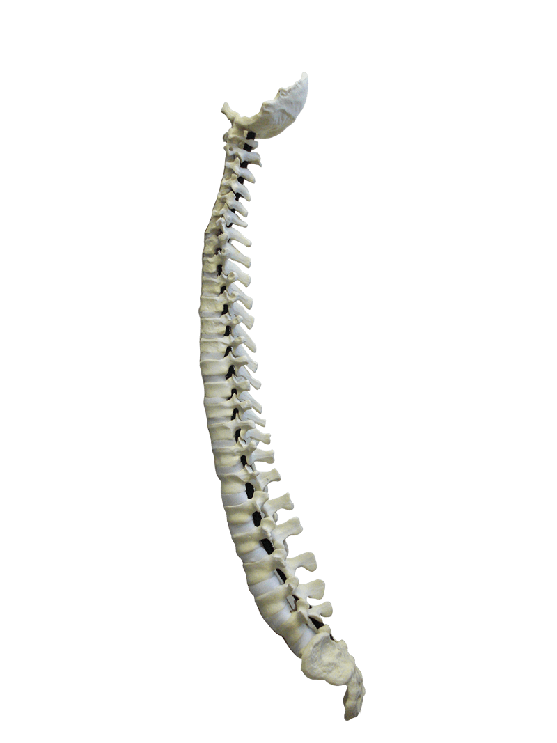 5005F - FULL SPINE WITH SACRUM AND OCCIPITAL - FLEXIBLE