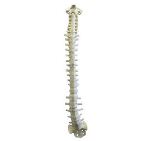 5005F - FULL SPINE WITH SACRUM AND OCCIPITAL - FLEXIBLE