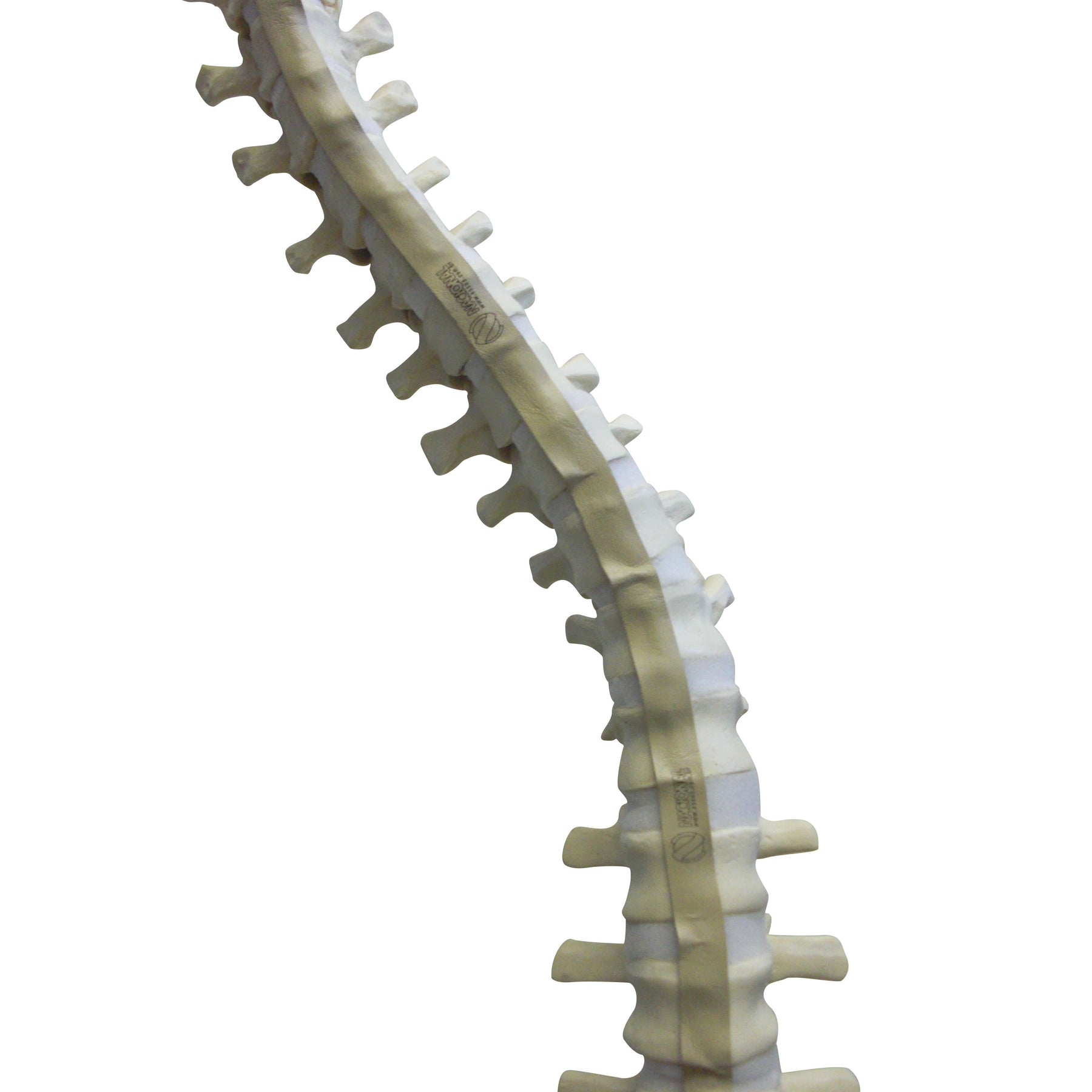 5015 FS - FLEXIBLE COMPLETE COLUMN + SACRUM + OCCIPITAL