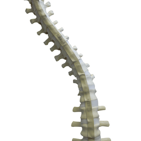 5005F - FULL SPINE WITH SACRUM AND OCCIPITAL - FLEXIBLE