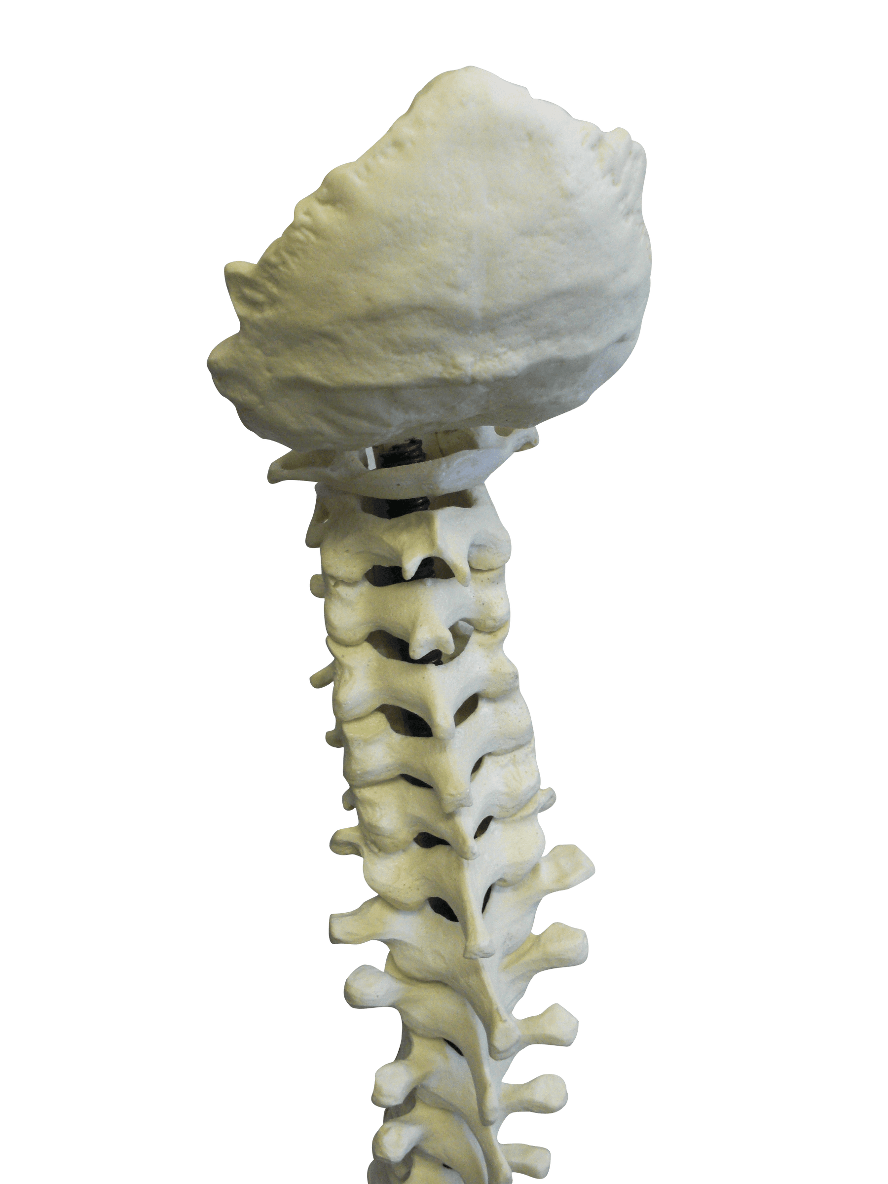 5015 FS - FLEXIBLE COMPLETE COLUMN + SACRUM + OCCIPITAL