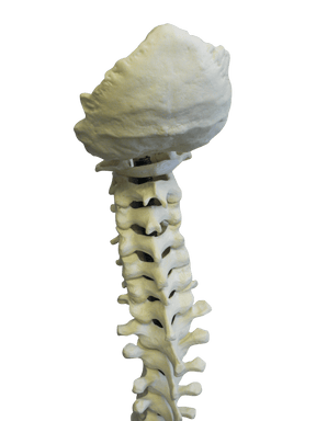 5015 FS - FLEXIBLE COMPLETE COLUMN + SACRUM + OCCIPITAL