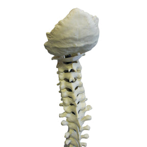 5015 FS - FLEXIBLE COMPLETE COLUMN + SACRUM + OCCIPITAL