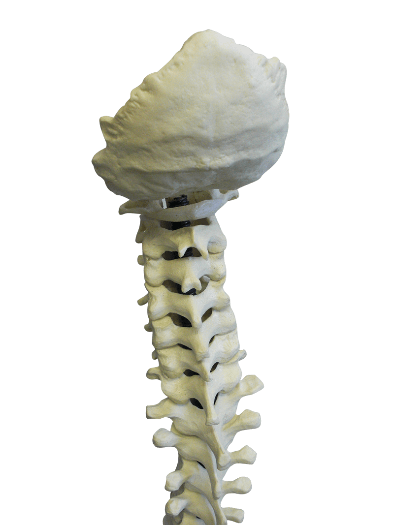 5005F - FULL SPINE WITH SACRUM AND OCCIPITAL - FLEXIBLE