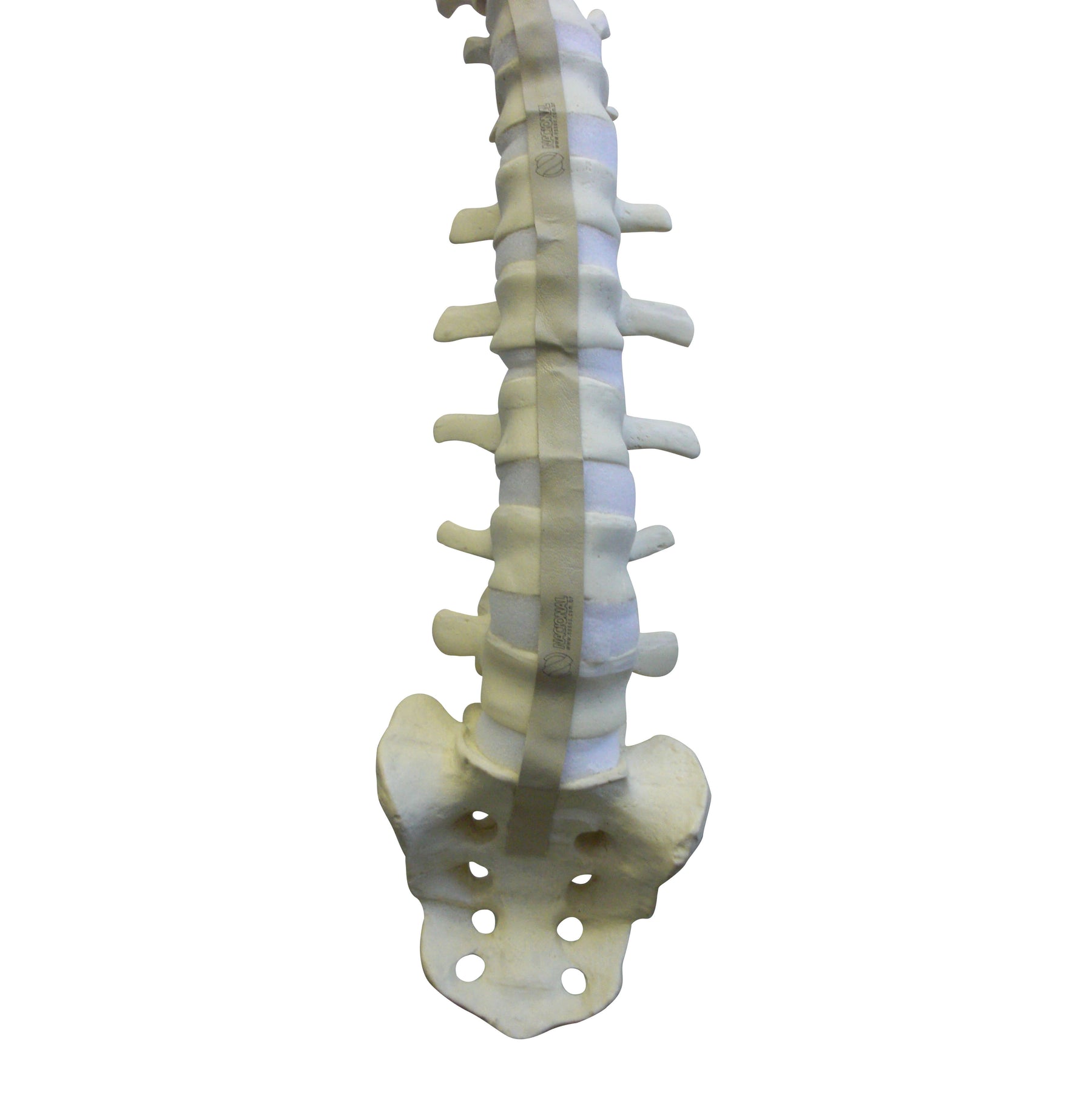 5015 FS - FLEXIBLE COMPLETE COLUMN + SACRUM + OCCIPITAL