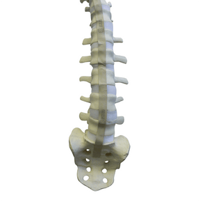 5005F - FULL SPINE WITH SACRUM AND OCCIPITAL - FLEXIBLE