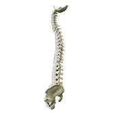 5006 - FULL SPINE WITH FULL PELVIS AND OCCIPITAL