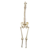 5008 - FULL SPINE WITH PELVIS, SACRUM, OCCIPITAL, FEMUR AND TIBIA WITH LIGAMENTS SIMULATION